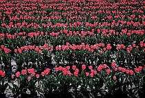 Red Tulips Receding